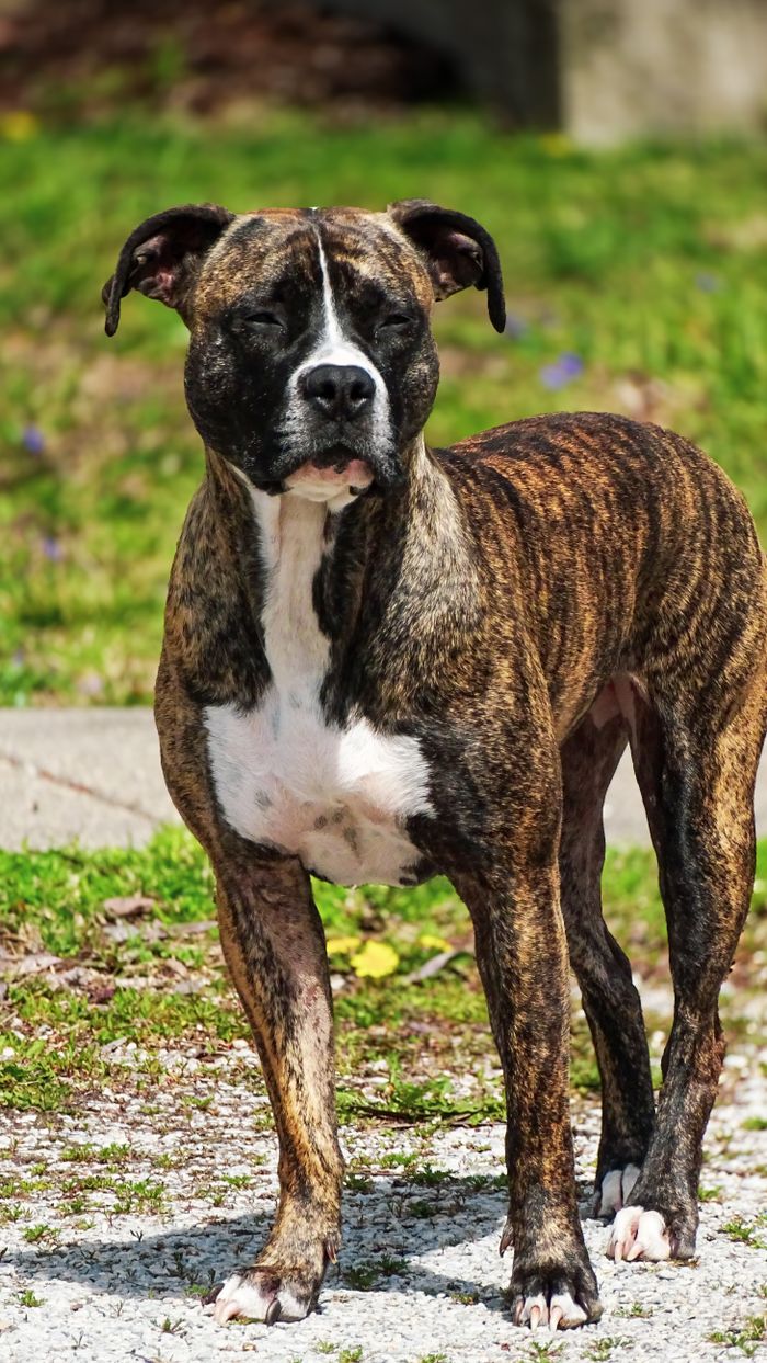 Portrait of a brindle boxer dog standing confidently outdoors, showcasing its muscular build.